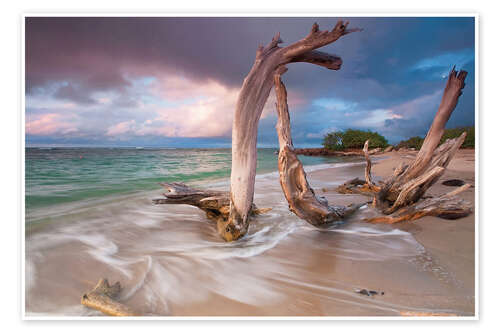 Plakat Driftwood Sunset