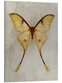 Aluminium print Yellow Moon Moth