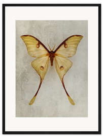 Gerahmter Kunstdruck Gelber Mondfalter