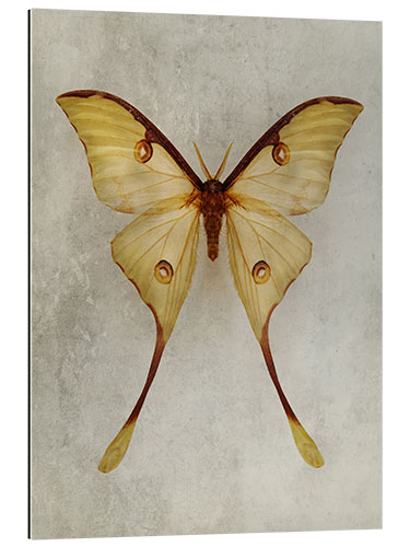 Gallery print Yellow Moon Moth