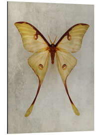 Magnettafel Gelber Mondfalter