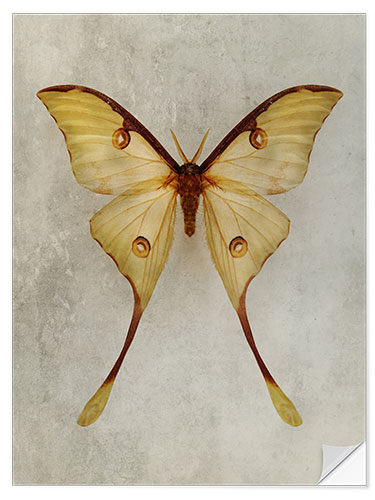 Vinilo para la pared Yellow Moon Moth