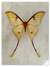 Naklejka na ścianę Yellow Moon Moth