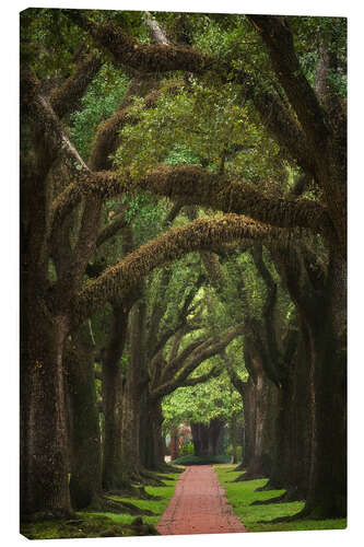 Tableau sur toile Old alley of oaks
