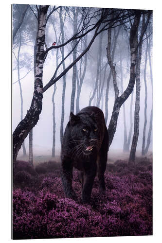 Gallery print Big Black Panther in the Forest