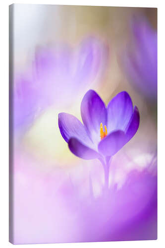 Canvas print Lovable Crocus