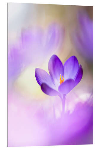 Stampa su plexi-alluminio Lovable Crocus