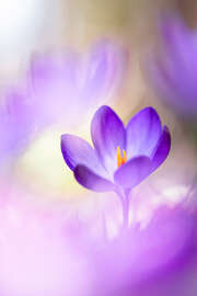 Magnettafel Hübscher Krokus