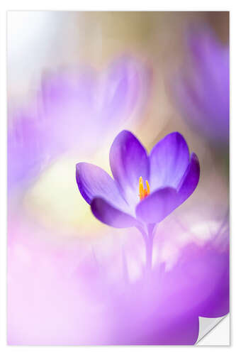 Naklejka na ścianę Lovable Crocus