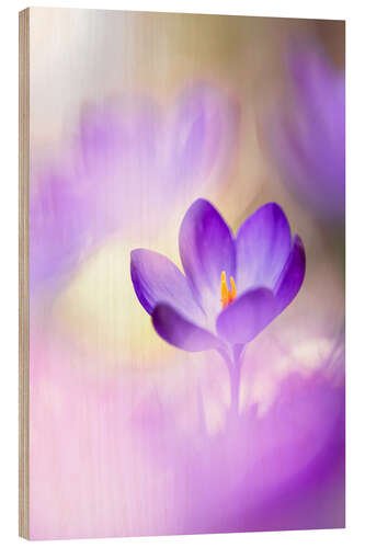 Wood print Lovable Crocus