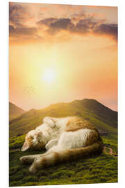 Foam board print Relaxed giant cat at sunset