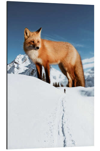 Aluminiumtavla Big red fox in the snow