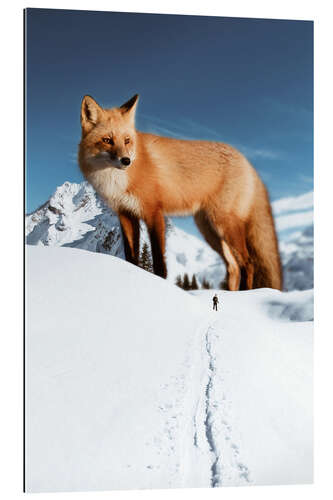 Galleriprint Big red fox in the snow