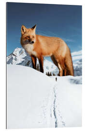 Gallery print Big red fox in the snow