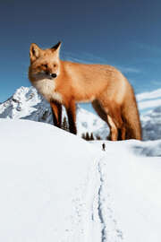 Magnettafel Großer Rotfuchs im Schnee