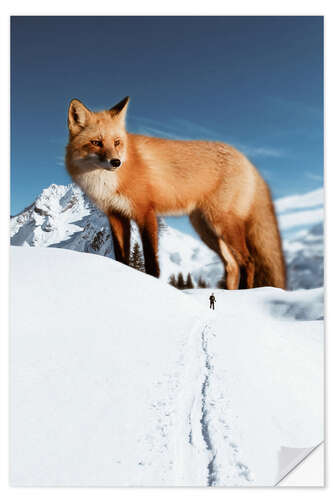 Naklejka na ścianę Big red fox in the snow