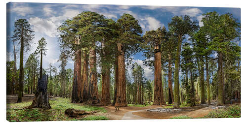 Lerretsbilde Sequoia Giant Forest