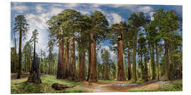 Foam board print Sequoia Giant Forest