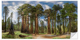 Selvklebende plakat Sequoia Giant Forest