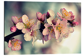 Cuadro de aluminio Almond blossom branch