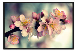 Gerahmter Kunstdruck Mandelblütenzweig