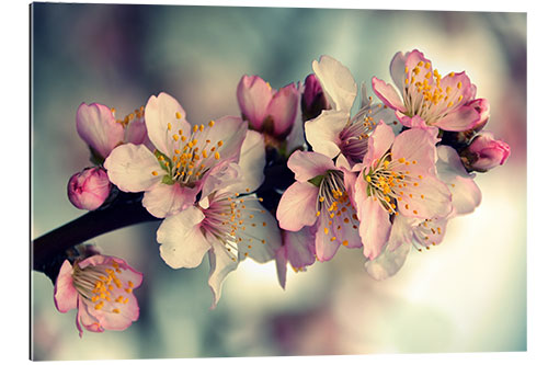 Galleritryk Almond blossom branch