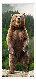 Door poster  Brown bear in the forest