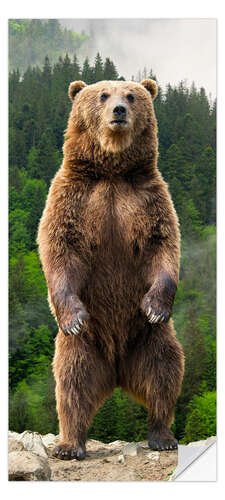 Dörrtapet Brown bear in the forest