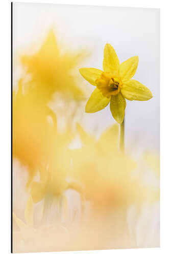 Aluminium print Dancing Daffodils