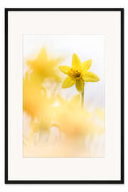 Gerahmter Kunstdruck Tanzende Narzissen