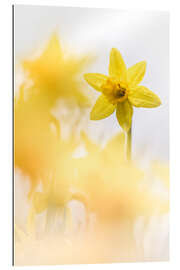 Gallery print Dancing Daffodils