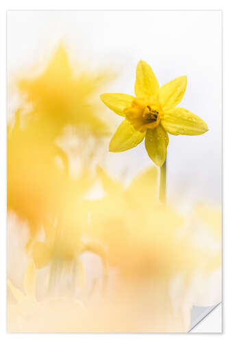 Sticker mural Dancing Daffodils