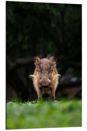 Quadro em alumínio Eye contact with warthog