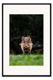 Gerahmter Kunstdruck Blickkontakt mit Warzenschwein