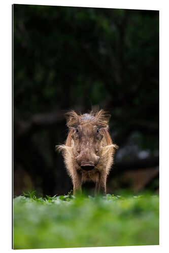 Stampa su plexi-alluminio Eye contact with warthog