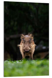 Gallery print Eye contact with warthog