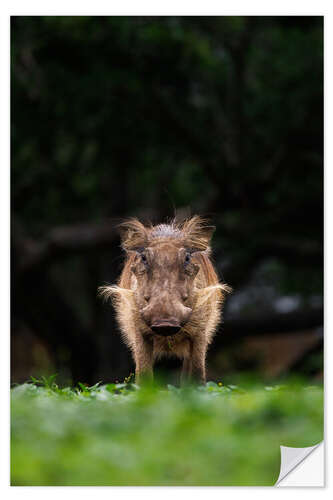 Selvklebende plakat Eye contact with warthog