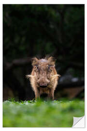 Selvklebende plakat Eye contact with warthog