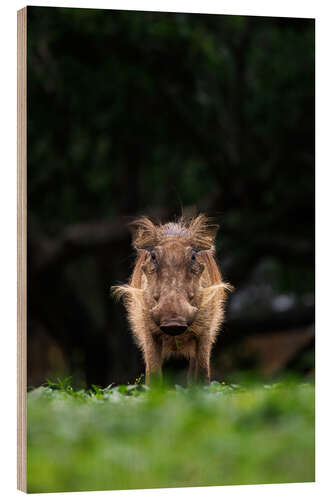 Holzbild Blickkontakt mit Warzenschwein