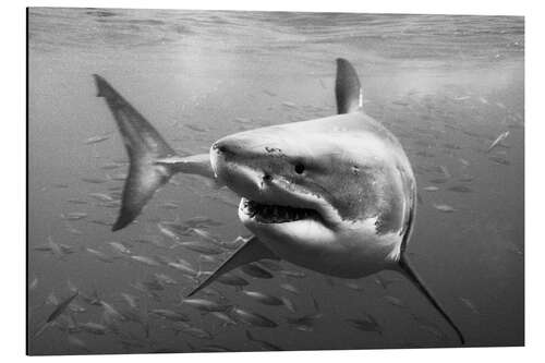 Aluminiumtavla Great White Shark