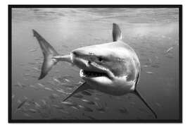 Gerahmter Kunstdruck Großer Weißer Hai