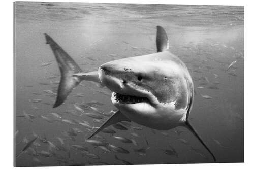 Gallery print Great White Shark