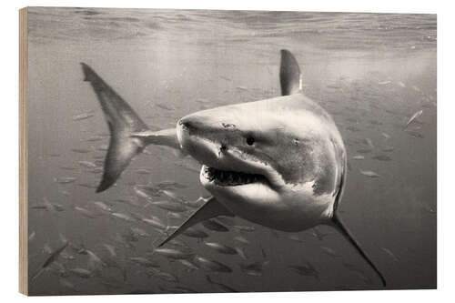 Wood print Great White Shark