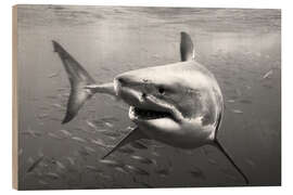 Trebilde Great White Shark