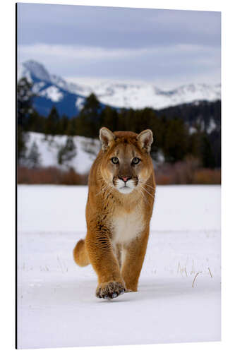 Aluminium print Puma or mountain lion walking in snow