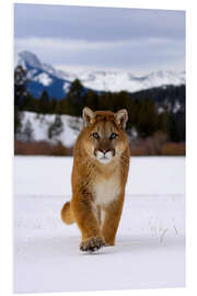 Tableau en PVC Puma or mountain lion walking in snow