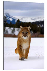 Tableau en plexi-alu Puma or mountain lion walking in snow