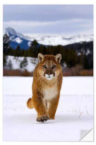 Selvklebende plakat Puma or mountain lion walking in snow