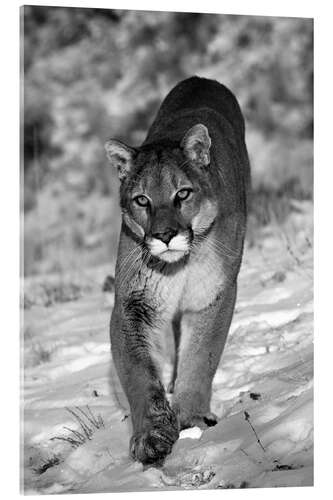 Akryylilasitaulu Eye to Eye with the Cougar