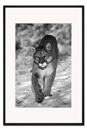 Gerahmter Kunstdruck Auge in Auge mit dem Puma